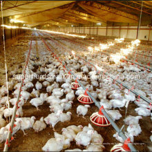 Comederos y bebederos automáticos de equipos avícolas para casa de pollo